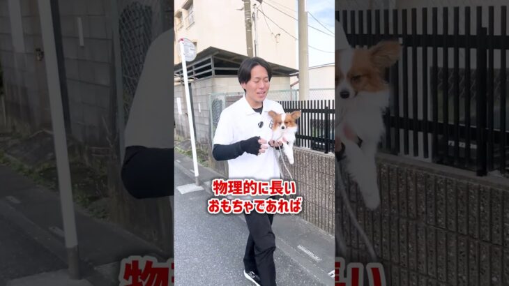 【犬しつけ】興奮嚙みにはこのおもちゃ！