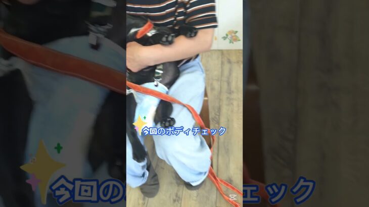 ボディチェックの練習🐾#こいぬ#しつけ方