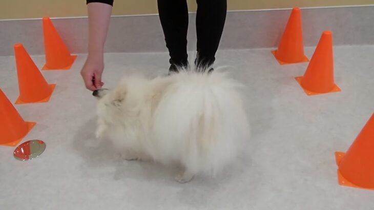 犬の幼稚園 ユパくんとトレーニング