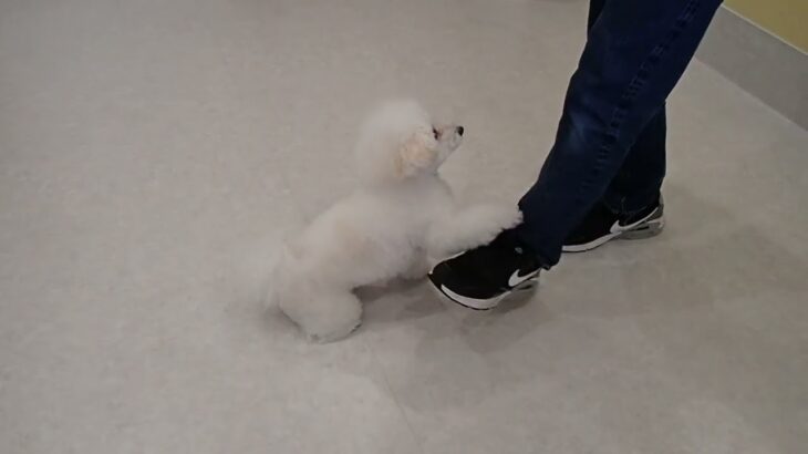 犬の幼稚園 ロージーちゃんとトレーニング