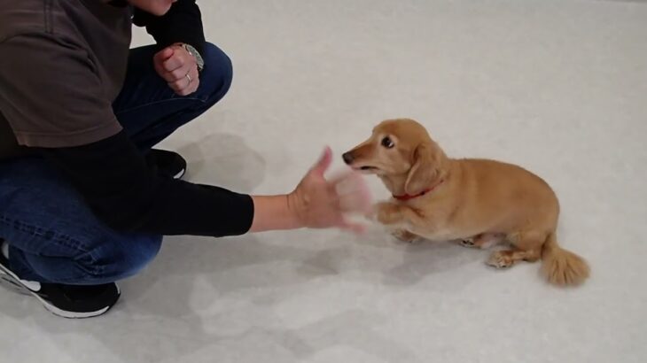 犬の幼稚園 はやぶさくんとトレーニング