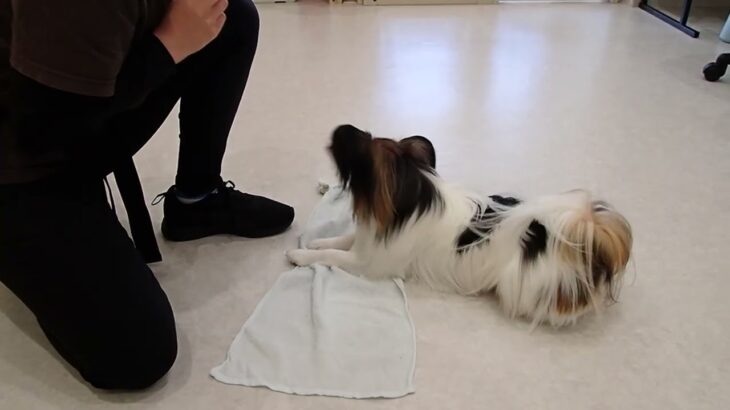 犬の幼稚園 ノエルくんとトレーニング