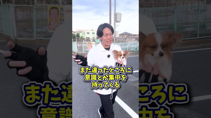 【犬しつけ】愛犬が手に噛み付く！どうする？