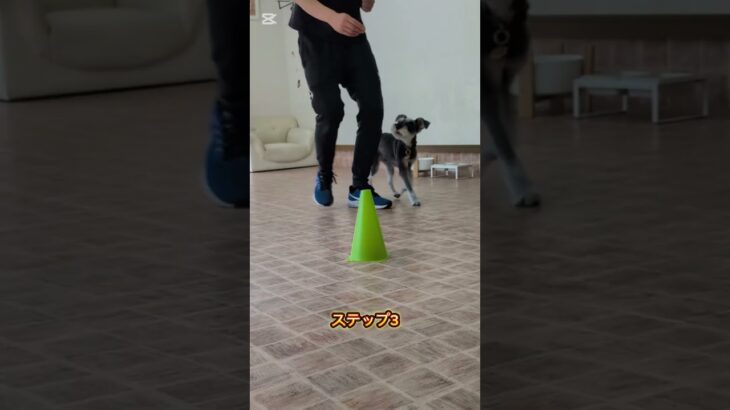 ターンの教え方 #ドッグトレーニング #ドッグトレーナー #犬しつけ #愛犬 #犬のいる生活 #トリック #ミニチュアシュナウザー
