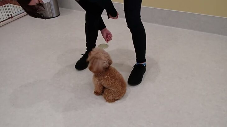 犬の幼稚園 ティアラちゃんとトレーニング