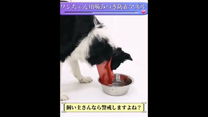 噛みつきや拾い食い防止に!  ワンちゃんにも優しいしつけ用メッシュ口輪