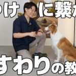 【しつけ入門】犬が賢くなる「おすわり」の分かりやすい教え方を伝授します