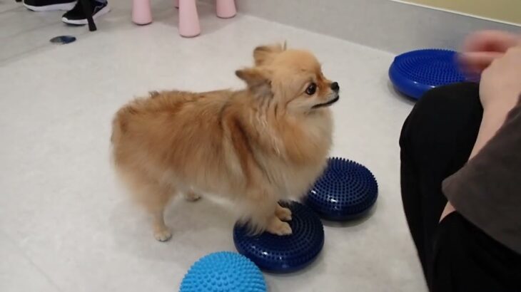 犬の幼稚園 くるみちゃんとトレーニング
