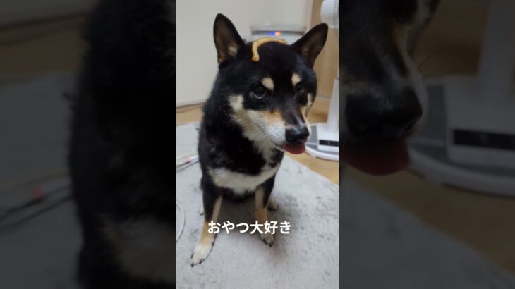 #可愛い犬動画 #可愛い #柴犬 #豆柴しつけ #癒し #豆柴の日常