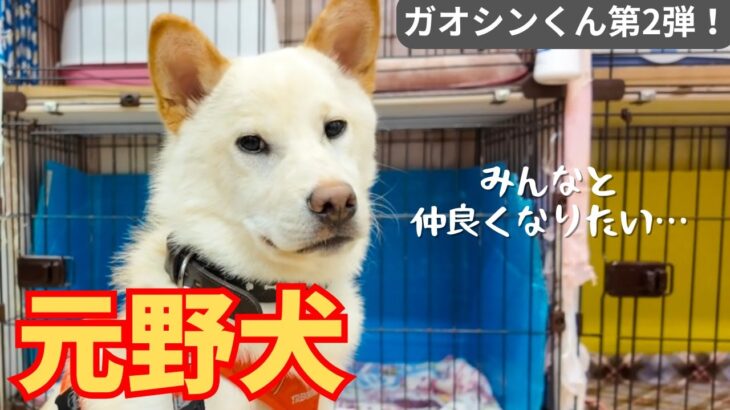 【保護犬トレーニング】里親さんに迎えてもらうために！〜ガオシンくん第二弾〜