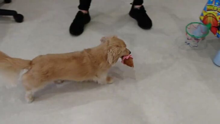 犬の幼稚園 にこまるくんとトレーニング