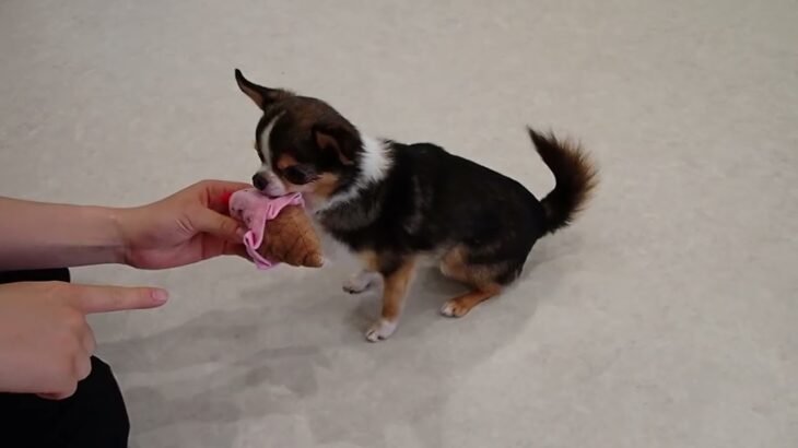犬の幼稚園 のあくんとトレーニング