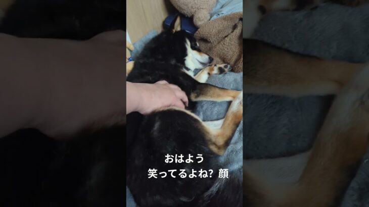 おはよう〜#可愛い犬動画 #可愛い #柴犬 #豆柴しつけ #口笑ってるよね#豆柴の日常