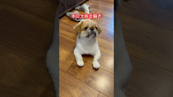 犬の玄関飛び出し防止について #わんこのいる生活 #いぬのいる生活 #飛び出し #玄関 #犬のしつけ #パピートレーニング