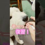 グルンとそーっと　復習　#ゴールデンドゥードル #犬のしつけ