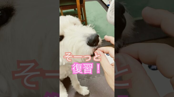 グルンとそーっと　復習　#ゴールデンドゥードル #犬のしつけ