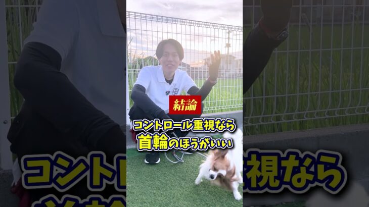 【犬しつけ】首輪とハーネスどっちがいい？