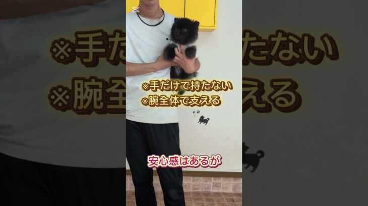 抱っこすると吠えてしまう犬の対処法 #ドッグトレーニング #ドッグトレーナー #犬しつけ #愛犬 #犬のいる生活 #吠え
