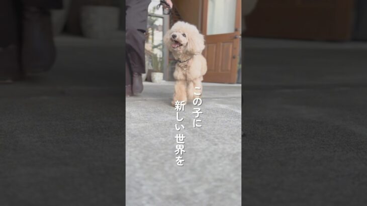 犬の幼稚園🫶 #ドッグトレーニング  #犬の幼稚園 #静岡 #犬のしつけ