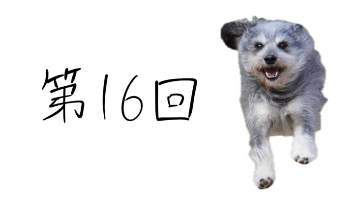 【犬のしつけ】呼び戻しの練習