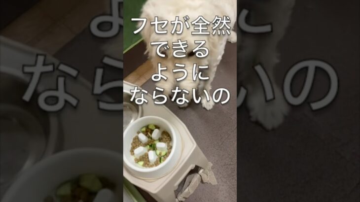 こドッグのグルメ　きゅうりを食べると物覚えが悪くなる説！？　#ゴールデンドゥードル #孤独のグルメ #犬のしつけ