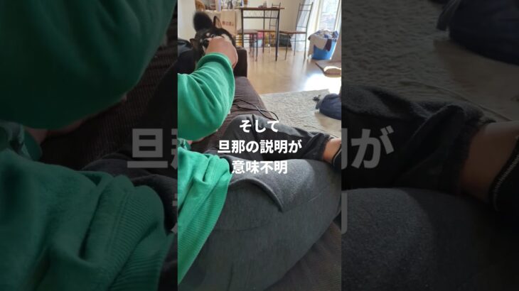 旦那とかんた#豆柴しつけ #柴犬 #可愛い #可愛い犬動画 #豆柴しつけ #説明が意味不明