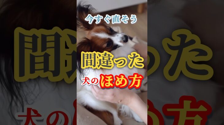 間違った犬のほめ方