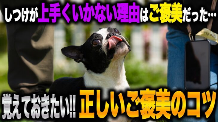 【もしかして逆効果？】大事なご褒美についてのお話！