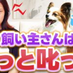 【しつけの真実】「犬に怒っちゃダメ」って本当？行動学が示す“本当の意味”とは…！