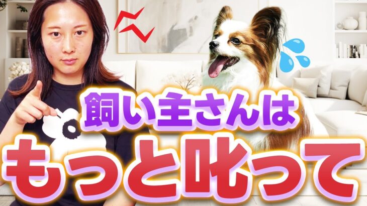 【しつけの真実】「犬に怒っちゃダメ」って本当？行動学が示す“本当の意味”とは…！