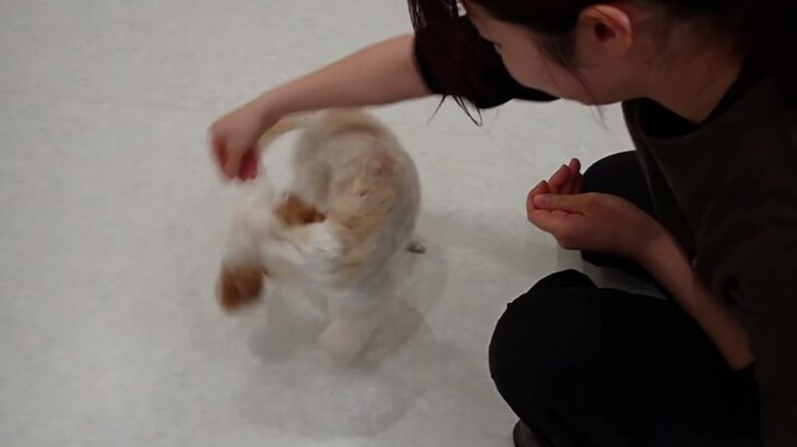 犬の幼稚園 エマちゃんとトレーニング
