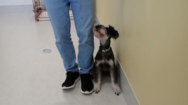 犬の幼稚園 レオンくんとトレーニング