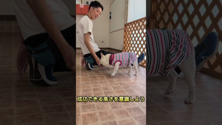 レッグジャンプの教え方 #ドッグトレーニング #ドッグトレーナー #犬しつけ #愛犬 #犬のいる生活 #可愛い #フレブル #犬の学校#トリック