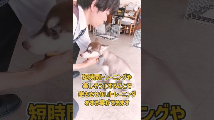 ハスキーさんのしつけ風景ダイジェスト！