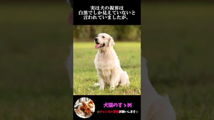 【犬の豆知識・雑学】犬の視界は実は〇〇だった!?遊んでくれないおもちゃも視界が関係している!　#犬 のおもちゃ #プチ知識  #ゆっくり解説  ＃しつけ #心理学 #犬のいる生活  #愛犬