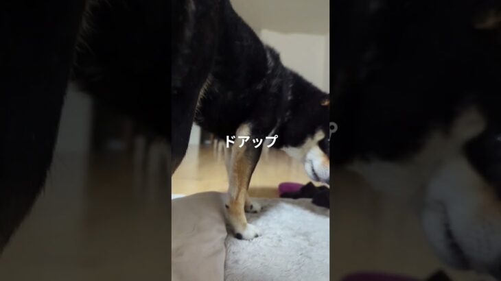 #豆柴の日常#可愛い犬動画 #可愛い #柴犬 #豆柴しつけ #癒し