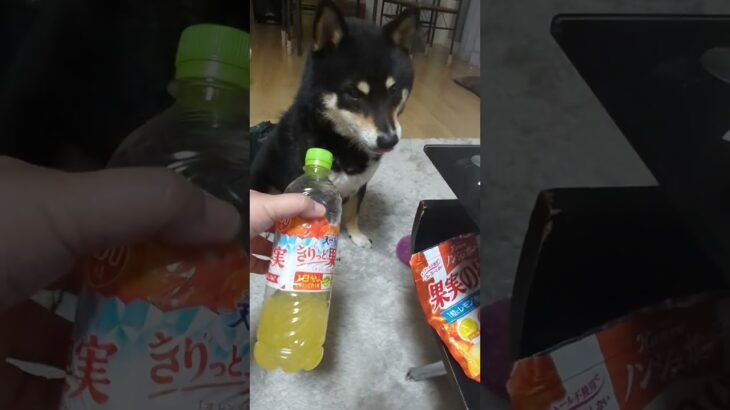 不服そう#可愛い犬動画 #可愛い #柴犬 #豆柴しつけ #豆柴の日常