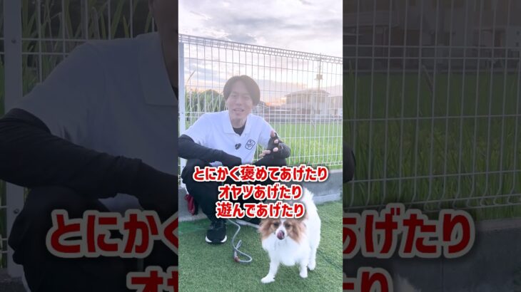 【犬しつけ】愛犬が歩かなくなった時どうすればいい？」