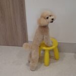 犬の幼稚園 レオくんとトレーニング