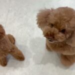 犬の幼稚園 りあんちゃん＆ひなたくんとトレーニング