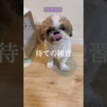 犬のしつけ　待て