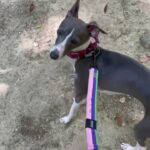 犬の幼稚園 レオンくんとトレーニング
