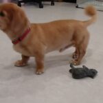 犬の幼稚園 はやぶさくんとトレーニング