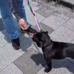 犬の幼稚園 金吾くんとトレーニング