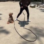 犬の幼稚園 たろうくんとトレーニング
