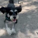 犬の幼稚園 アオくんとトレーニング