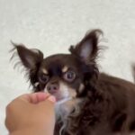 犬の幼稚園 コアくんとトレーニング