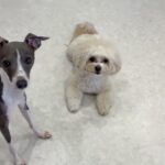 犬の幼稚園 空ちゃんとトレーニング