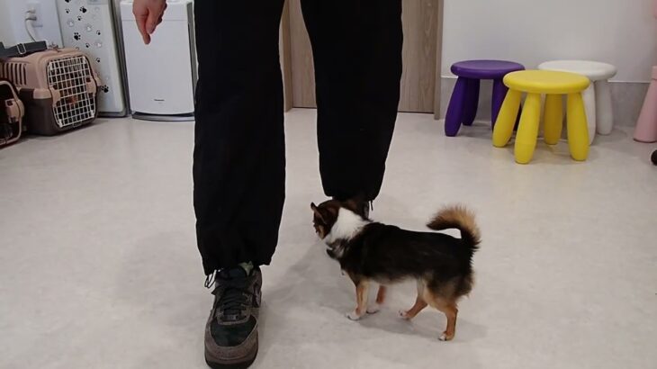 犬の幼稚園 のあくんとトレーニング