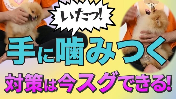 【子犬のしつけ】すぐに手に噛んでくる犬の練習方法